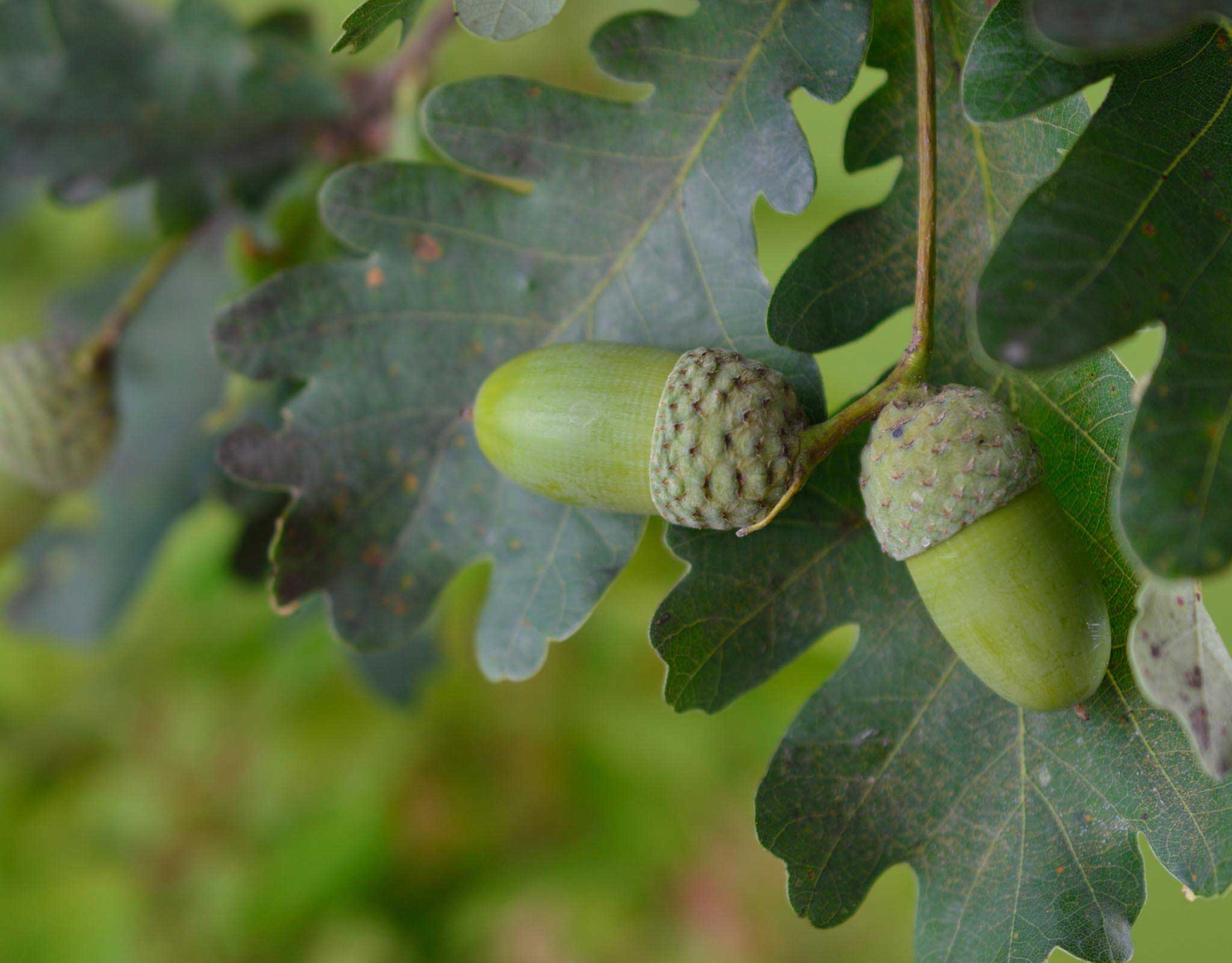 Oak tree leaves and acorns